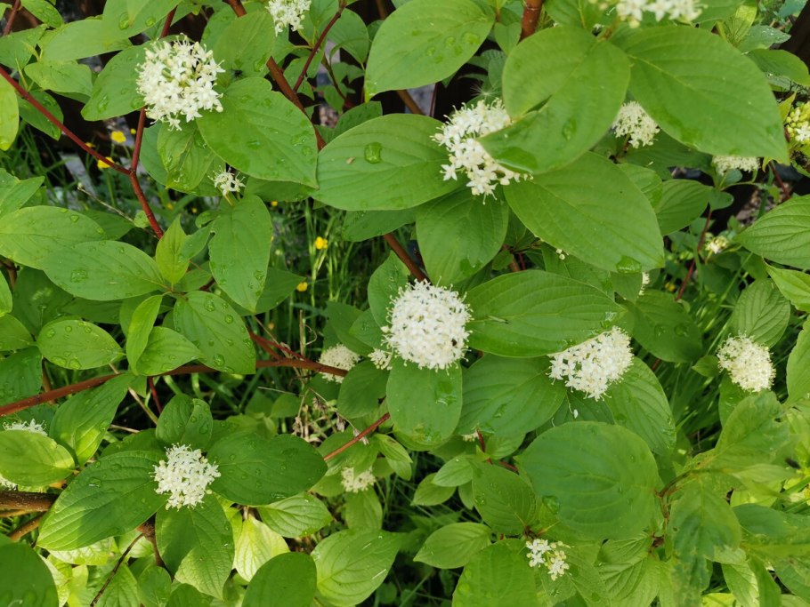 Дерен Сибирика