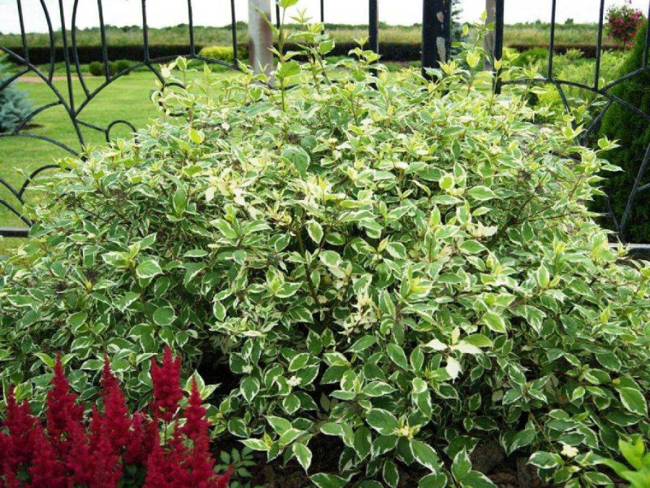 Дерен белый Сибирика