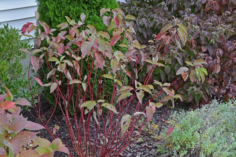 Дерен кроваво-красный Винтер Бьюти