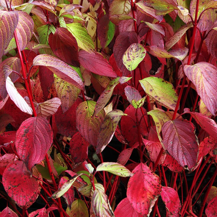 Дерен Сибирика