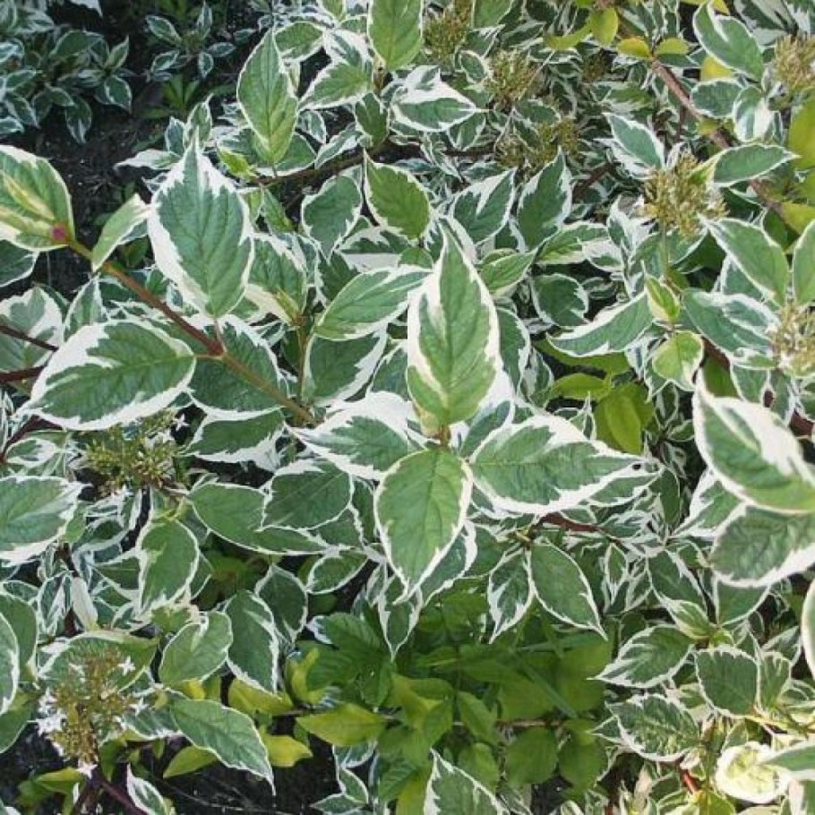 Дерен белый Сибирика