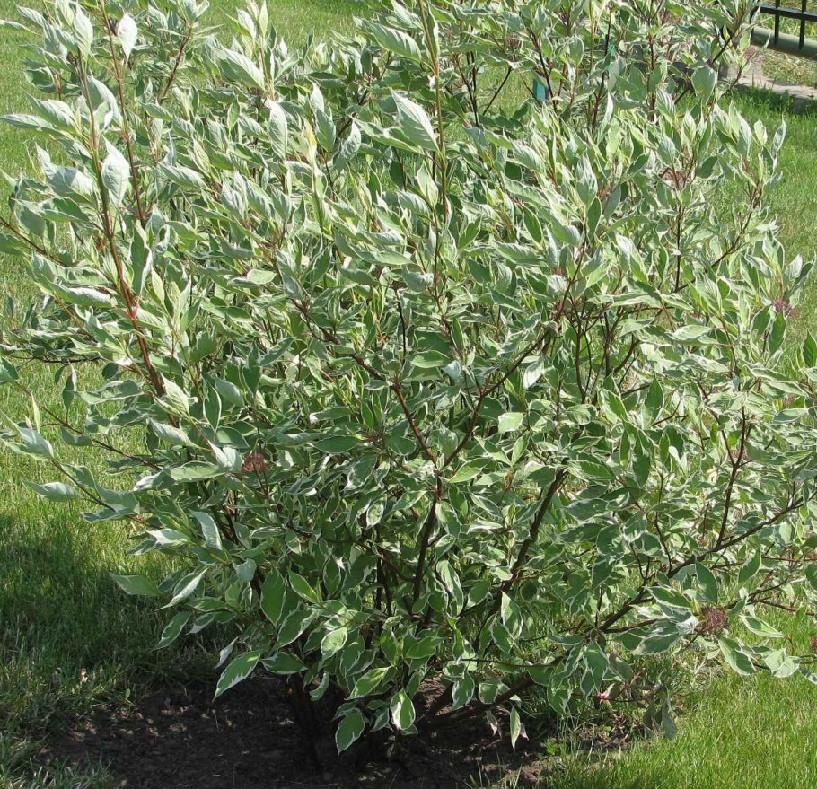 Дерен белый пестролистный