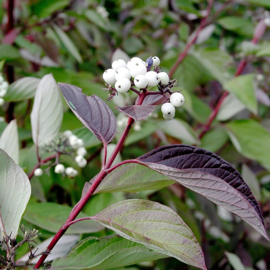 Дерен Cornus Alba sibirica