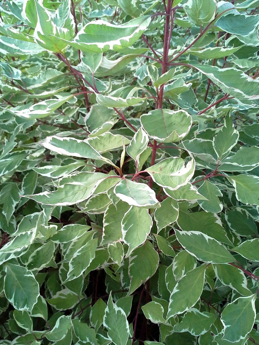 Дерен sibirica variegata