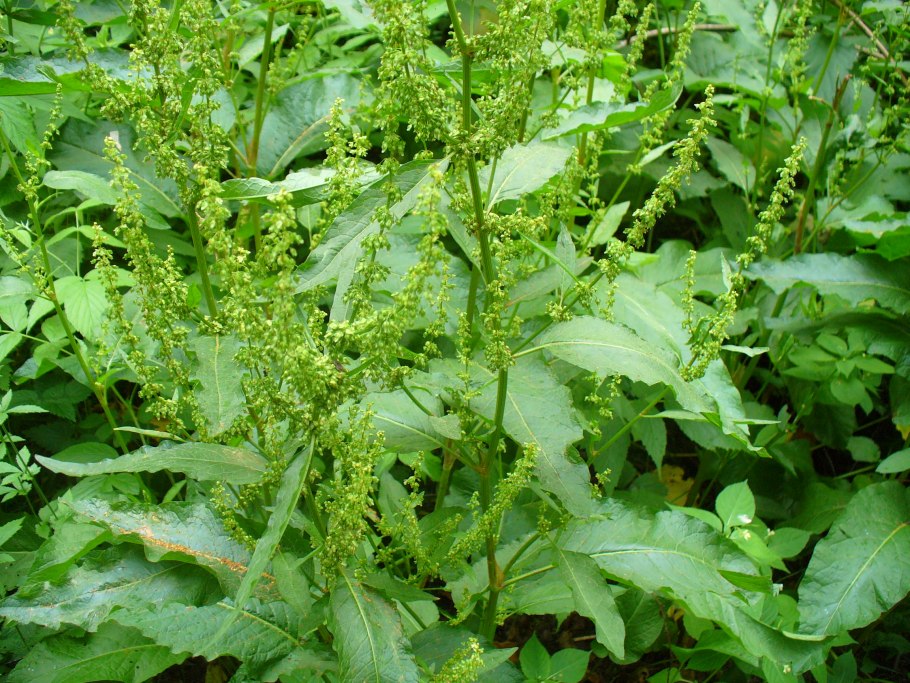 Конский щавель (дикий щавель)