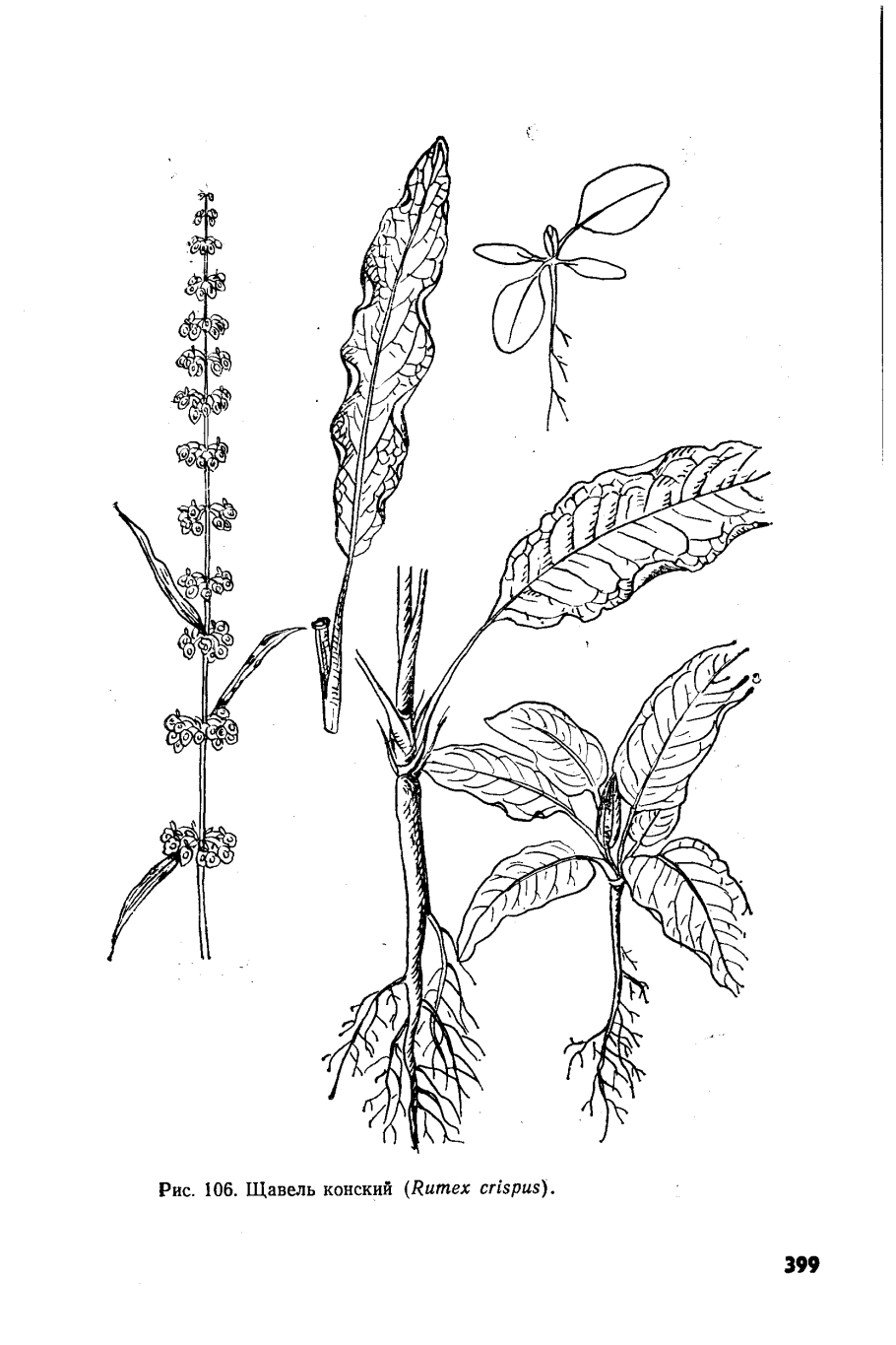 Щавель конский ЛРС