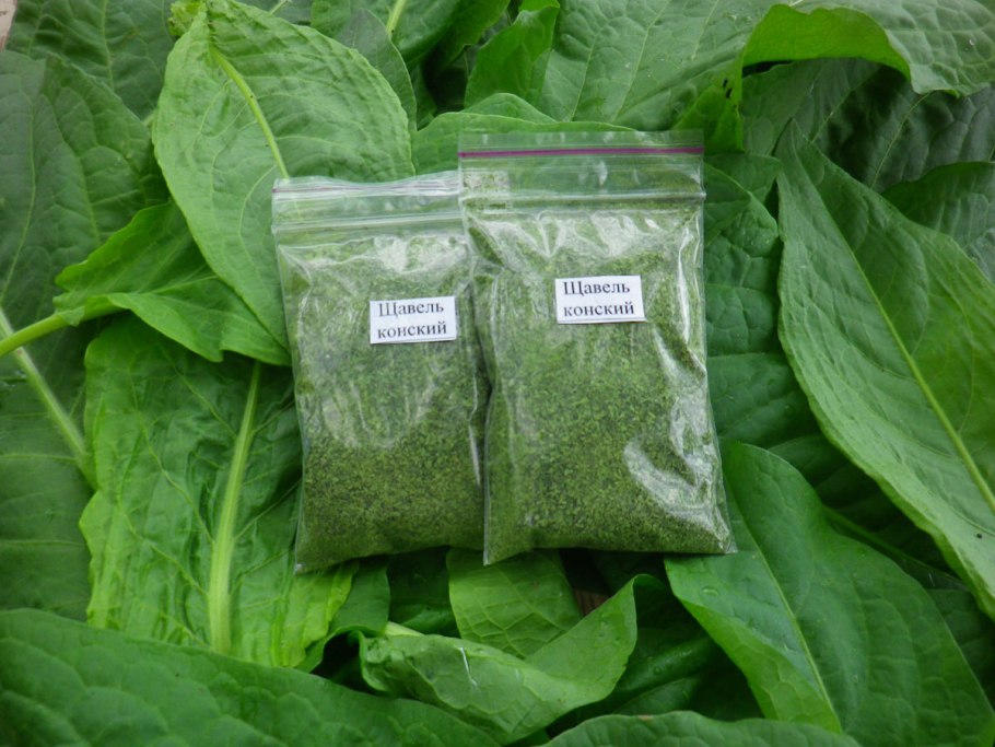 Щавель конский (Rumex confertus)