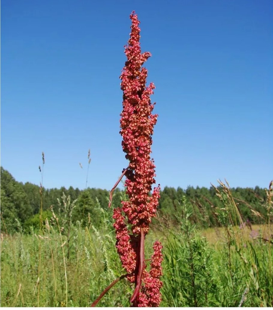 Щавель конский