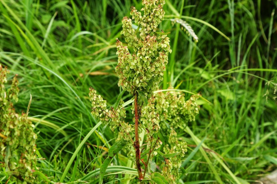 Щавель (Rumex)