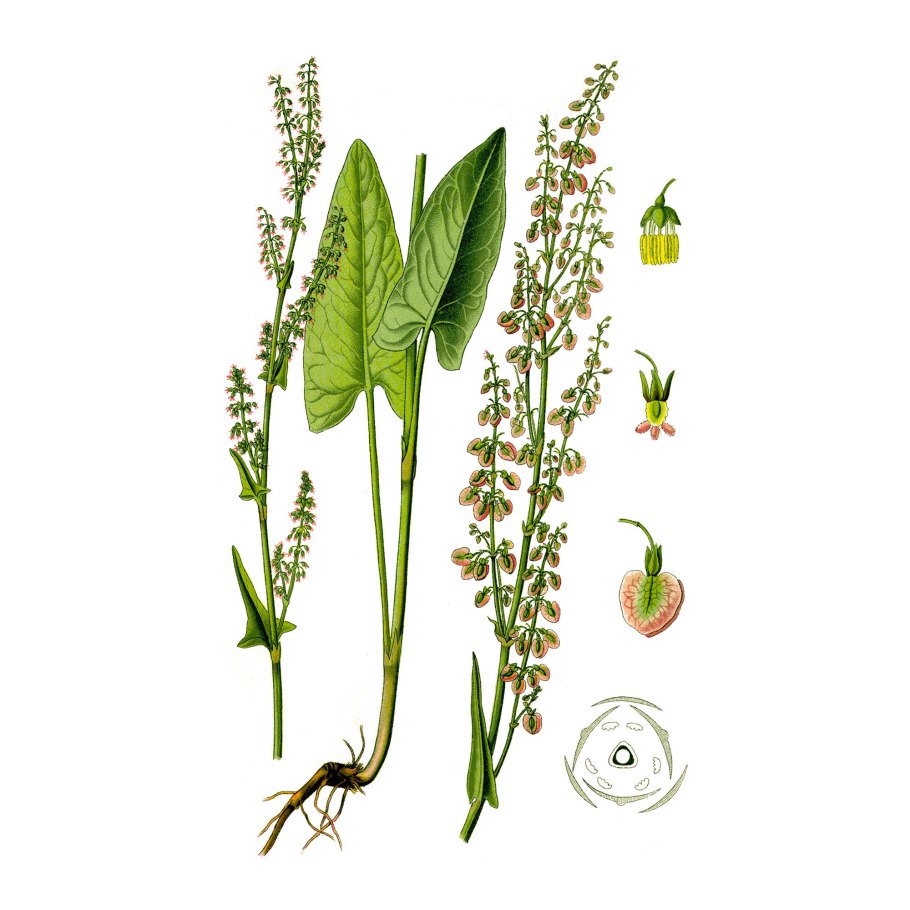 Щавель курчавый (Rumex crispus)