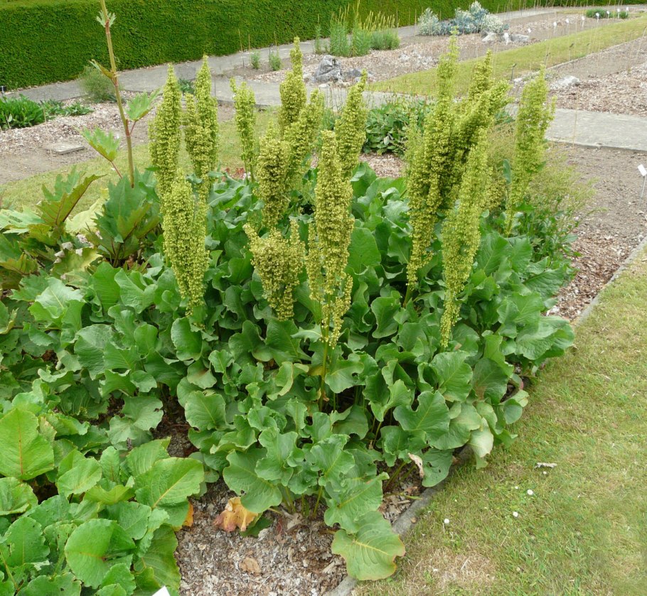 Щавель конский