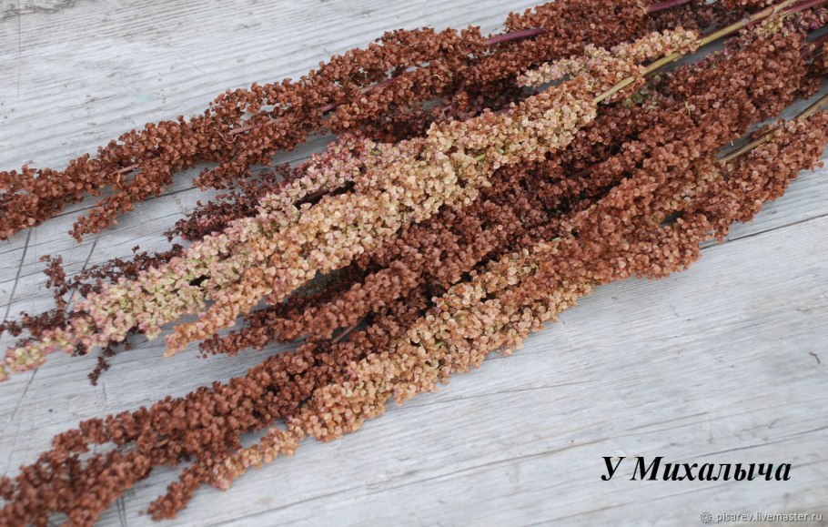 Корень конского щавеля в аптеке