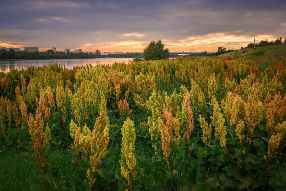 Щавель конский