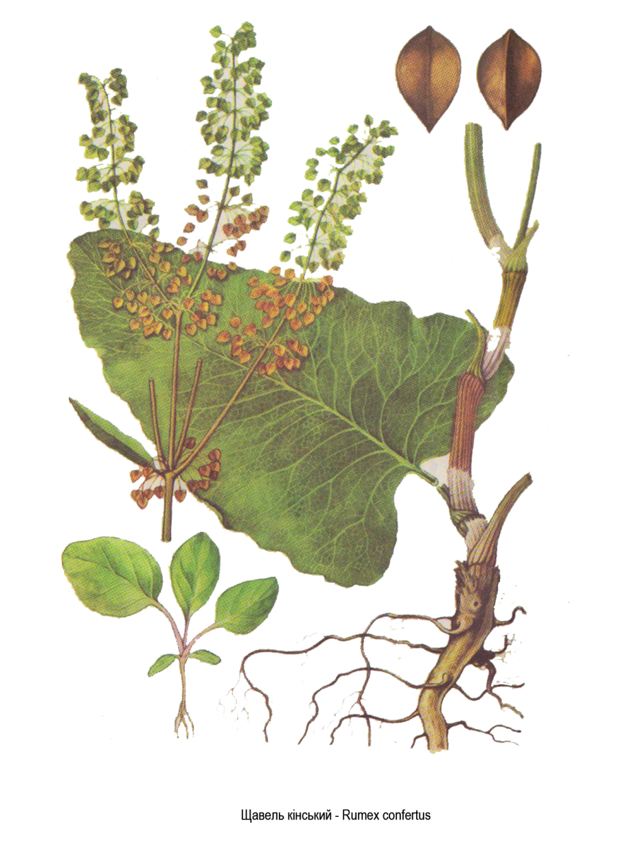 Щавель конский Фармакогнозия