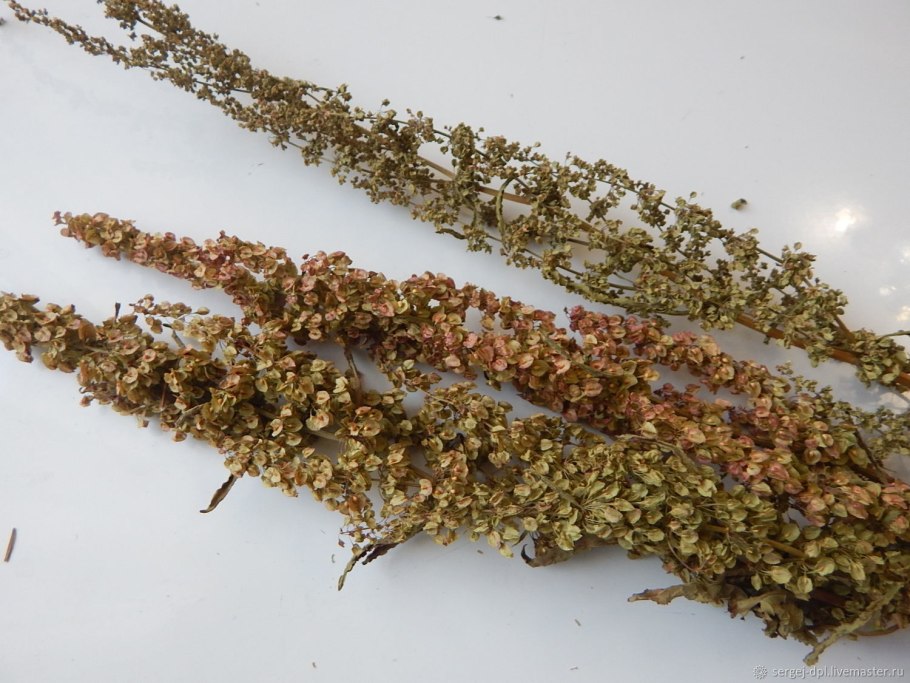 Конский щавель & Кислица