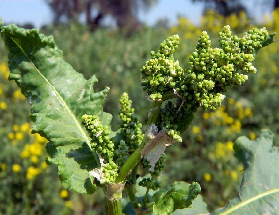 Щавель кислый Фармакогнозия