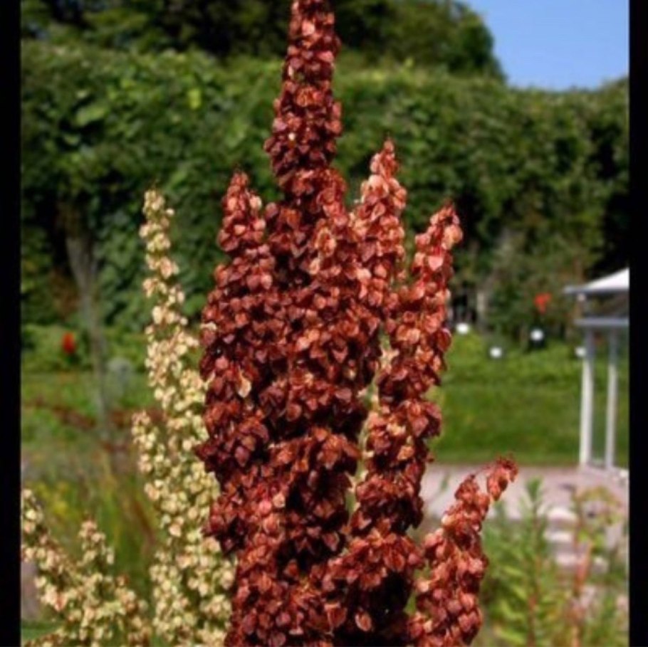Rumex confertus сырье