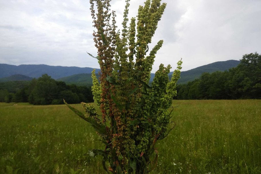 Щавель курчавый (Rumex crispus)