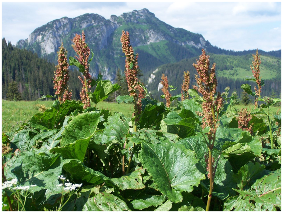 Щавель конский (Rumex confertus)