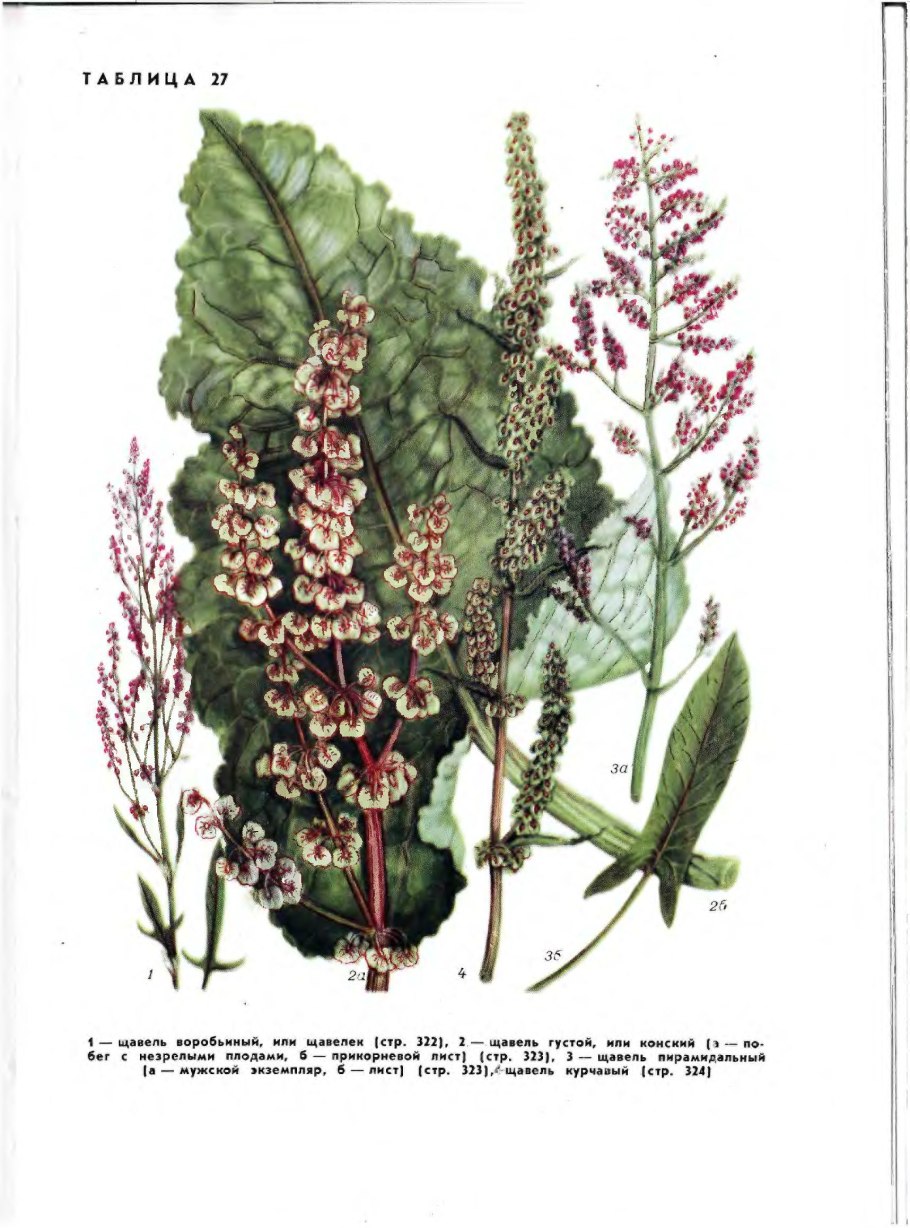 Щавель конский