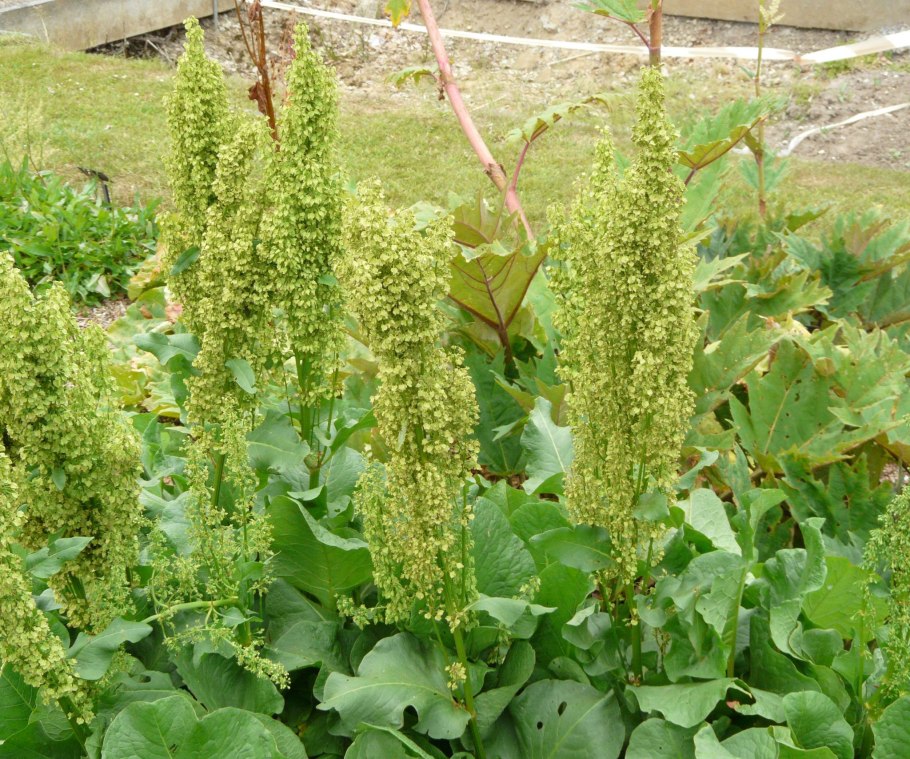 Корень конского щавеля в аптеке