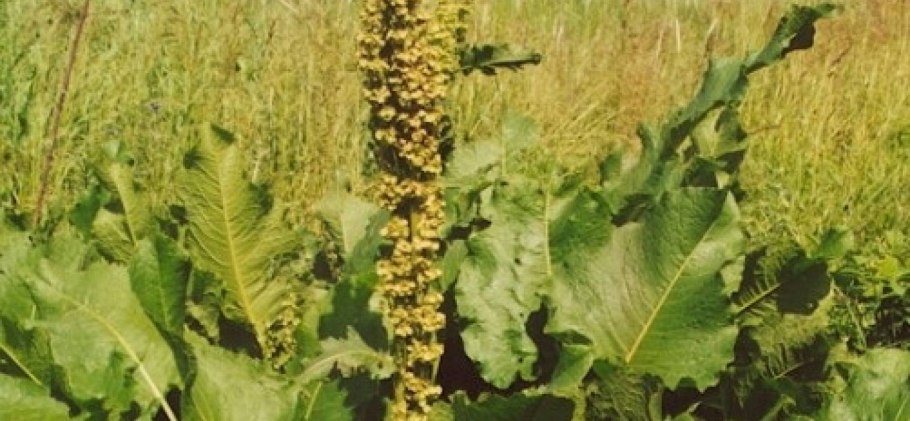 Конский щавель (дикий щавель)