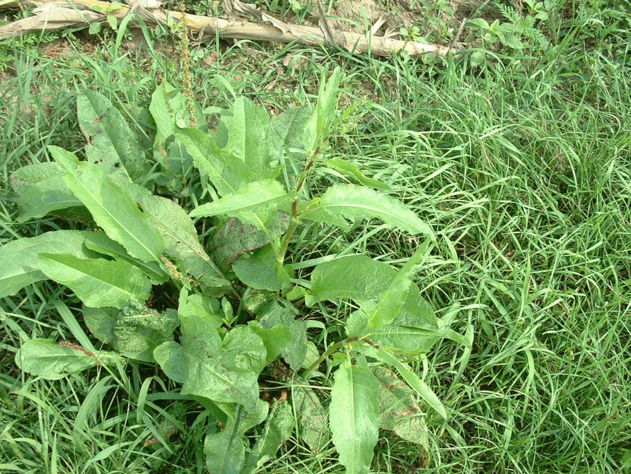 Конский щавель авелук