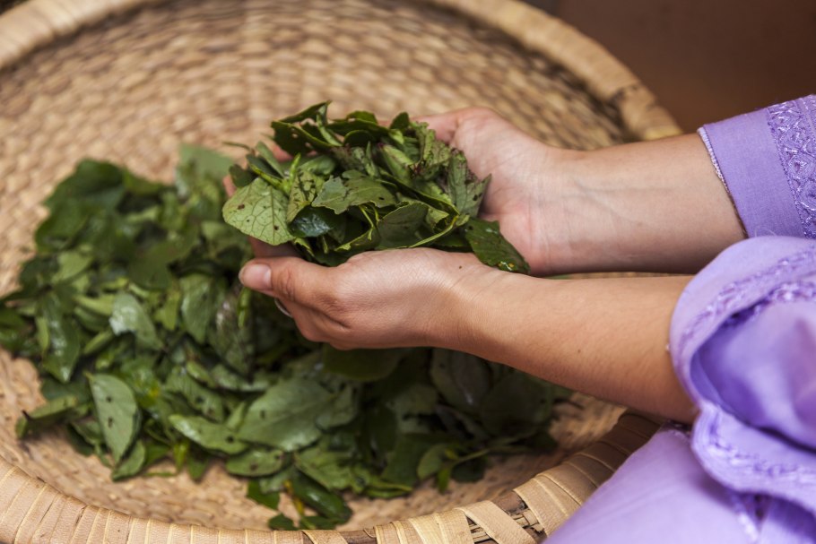 Конский щавель сухоцвет