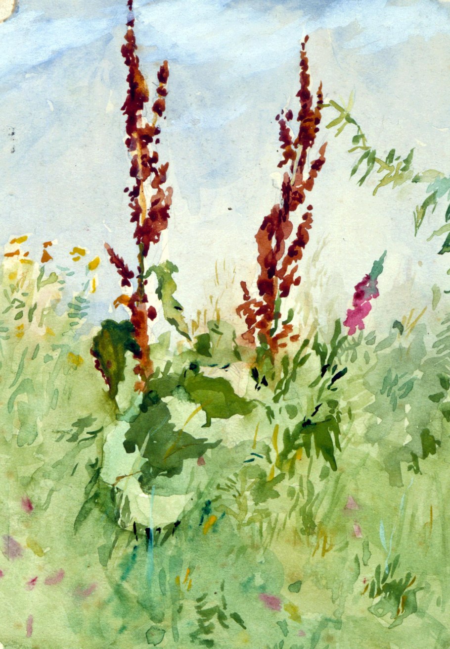 Щавель конский гербарий