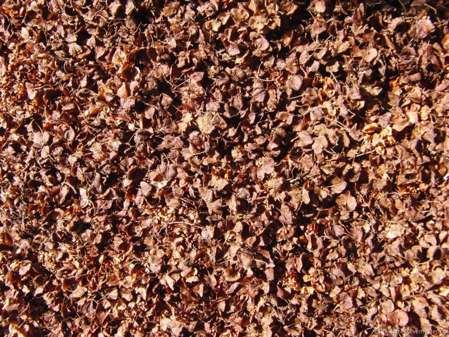 Щавель украинский