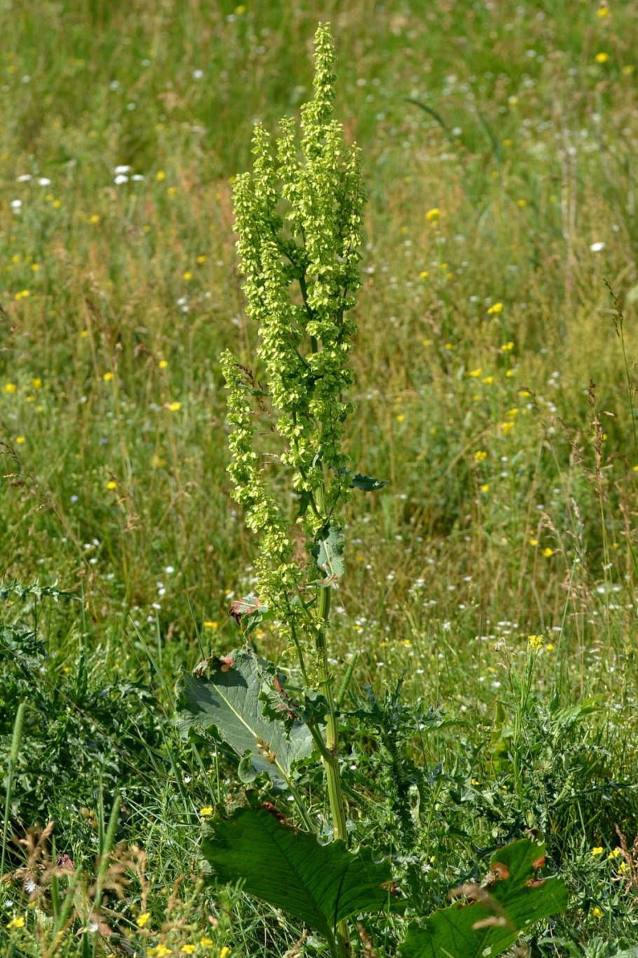 Щавель конский (Rumex confertus)