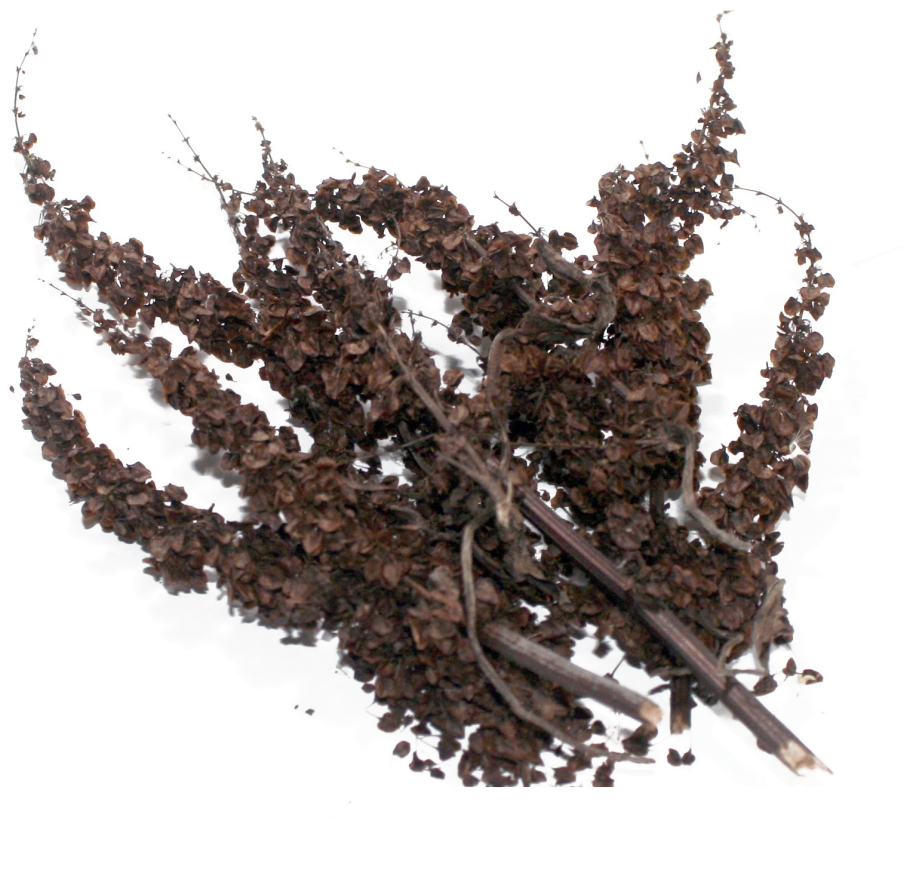 Щавель кислый гербарий