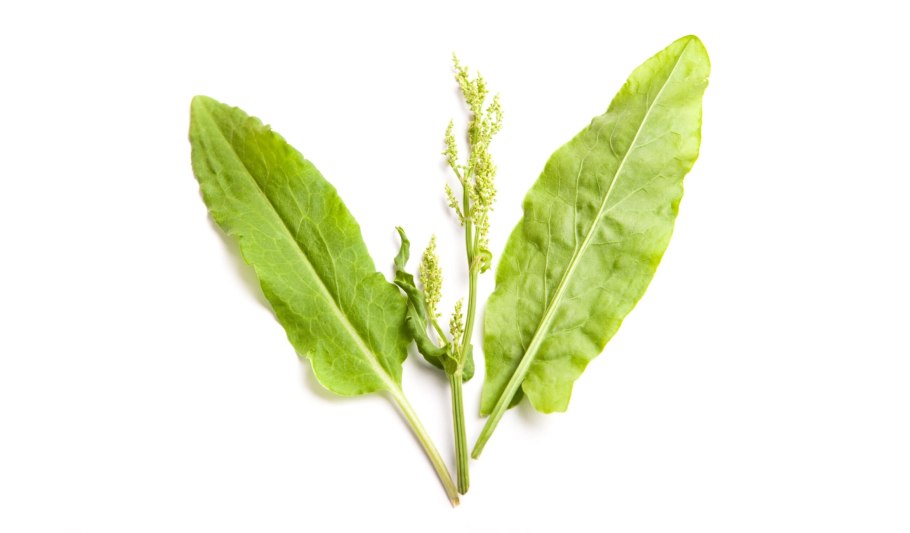 Щавель широколистный