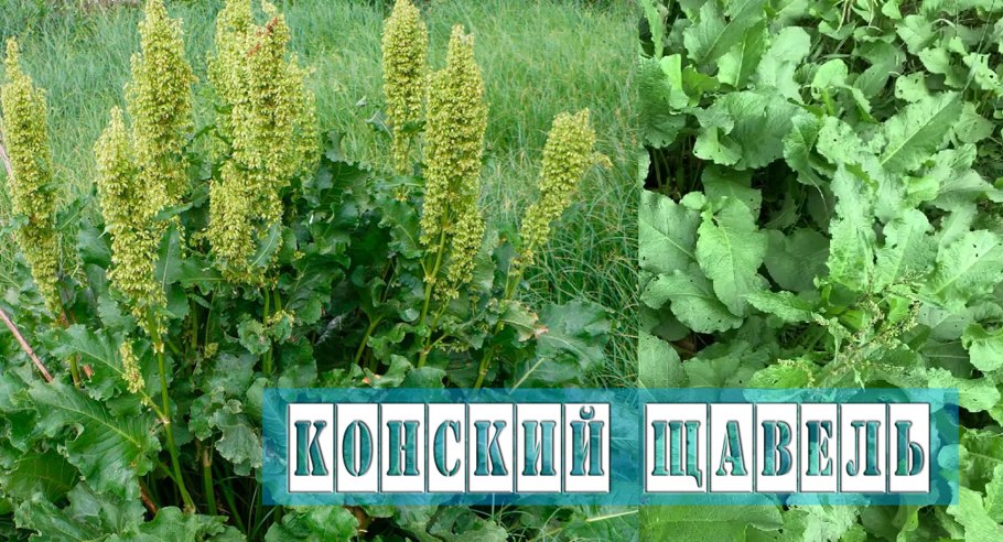 Щавель воробьиный (Rumex acetosella)