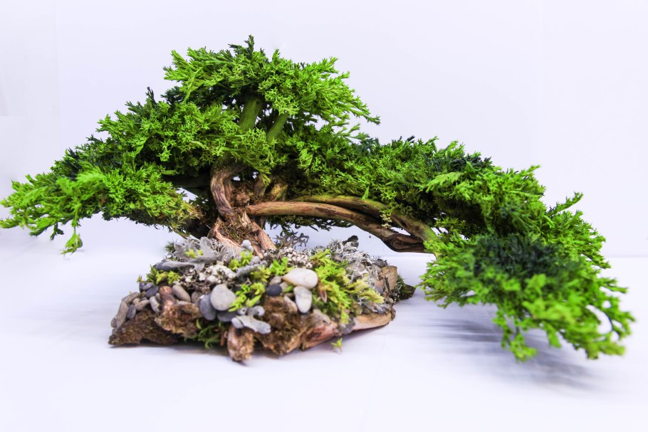 10281: Bonsai Tree / дерево бонсай