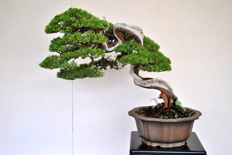 Бонсай Исидзуки