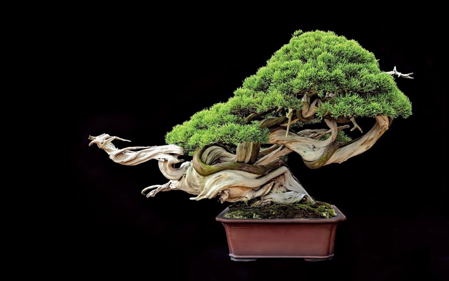 Дерево бонсай в дикой природе