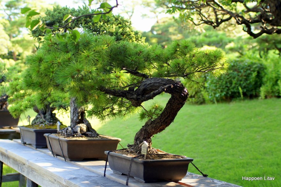 Бонсай Япония