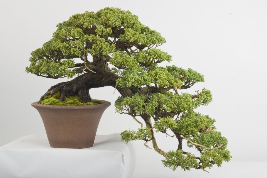Бонсай (Bonsai) Mayot & Seemee
