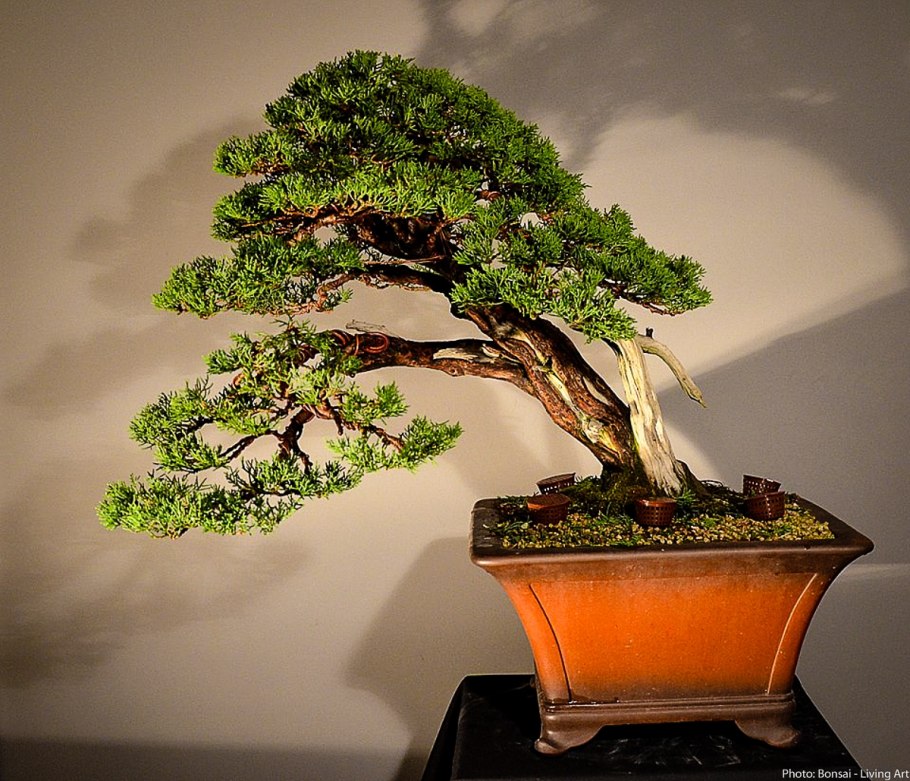 Бонсай дерево живое