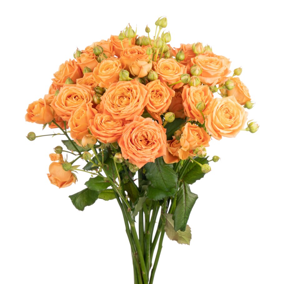 Роза Пинк Лейс