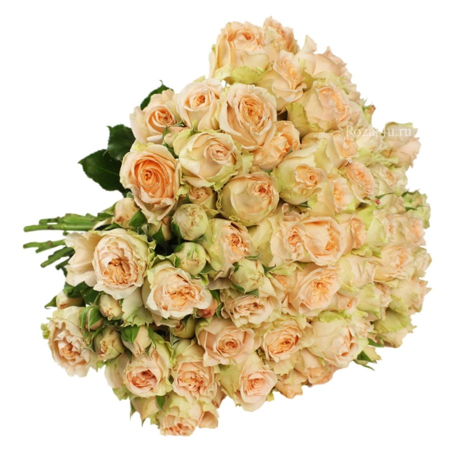 Роза Априкот японская