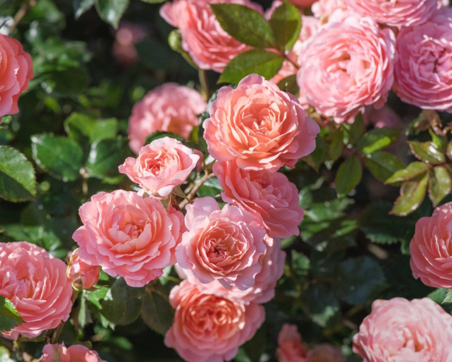 Роза Парковая Эприкот Блисс