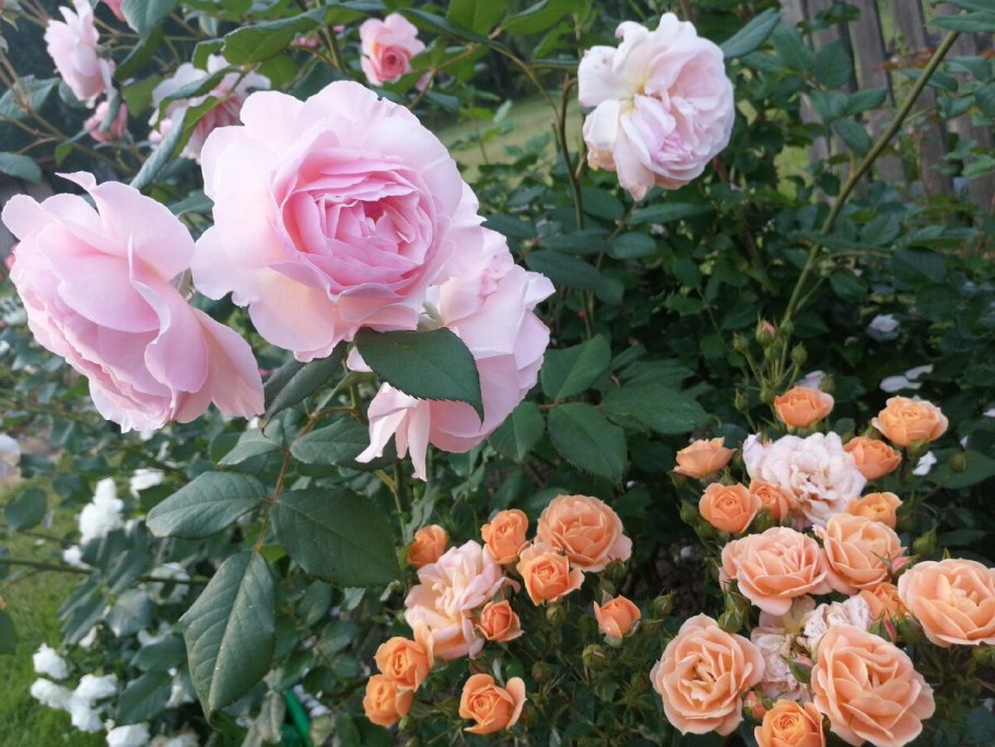 Бегония Пикоти Еллоу/ред