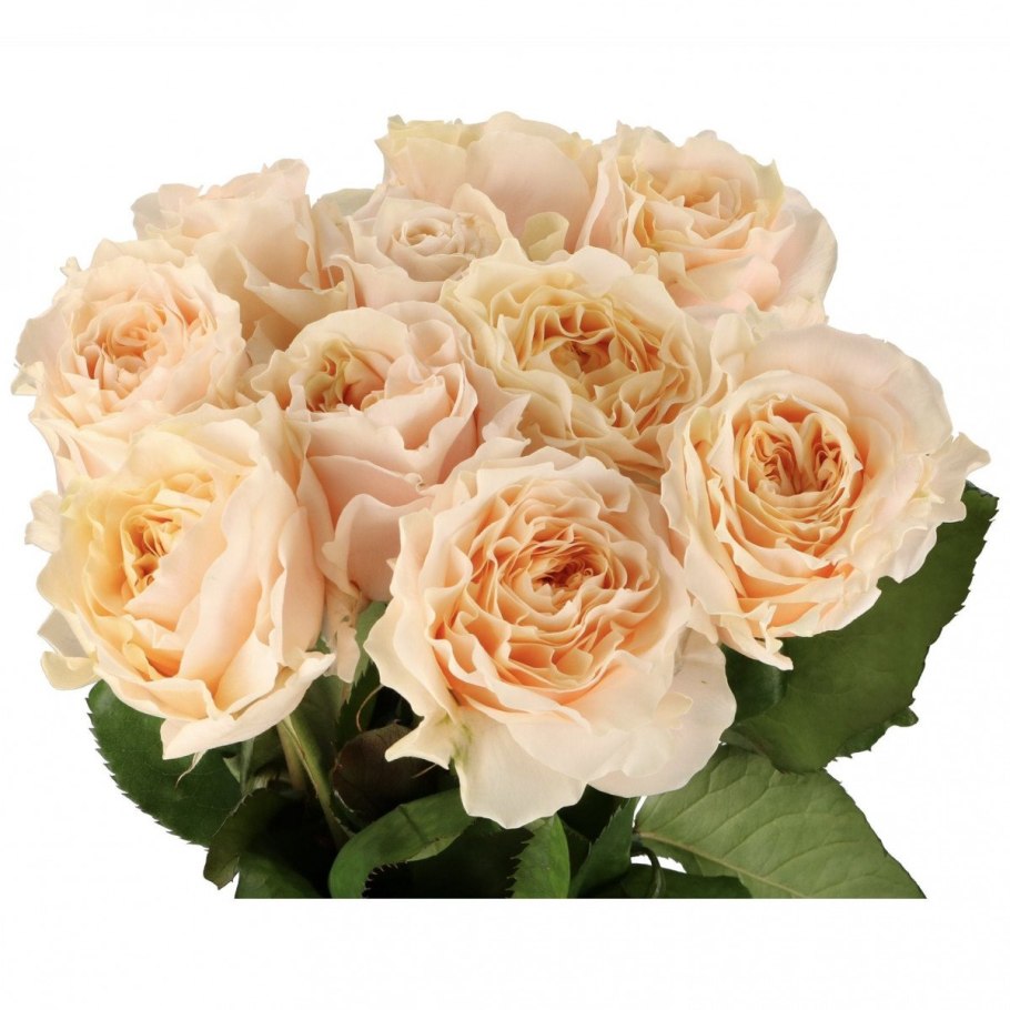 Роза Эприкот Беллз