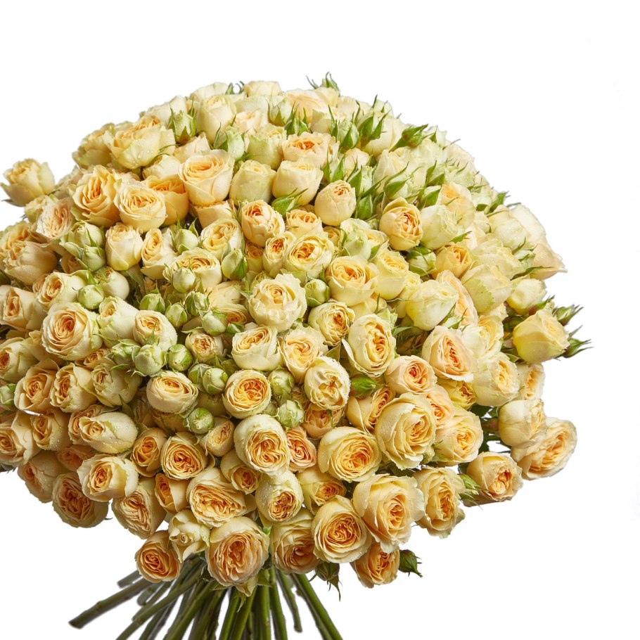 Пионовидная роза Каталина