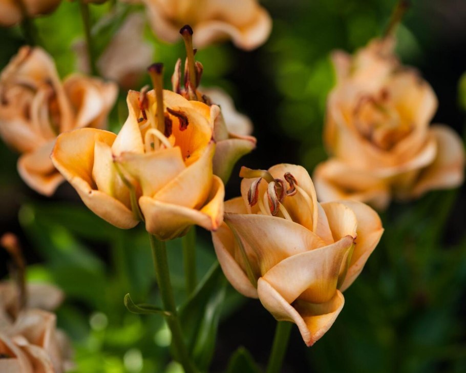 Калибрахоа Тропикал Санрайз