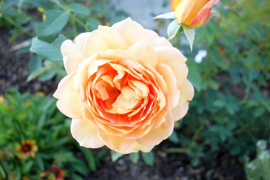 Роза Априкот сенсейшен