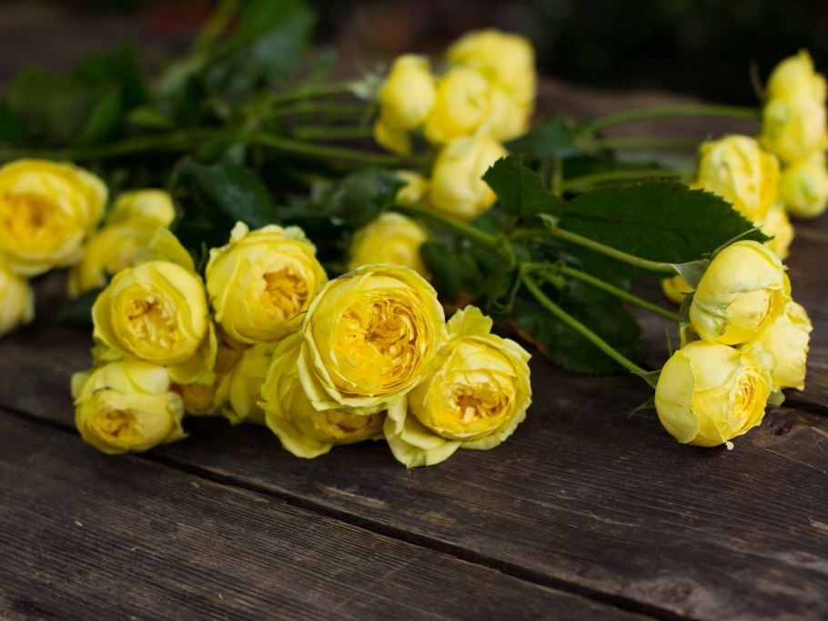 Роза кустовая Грация