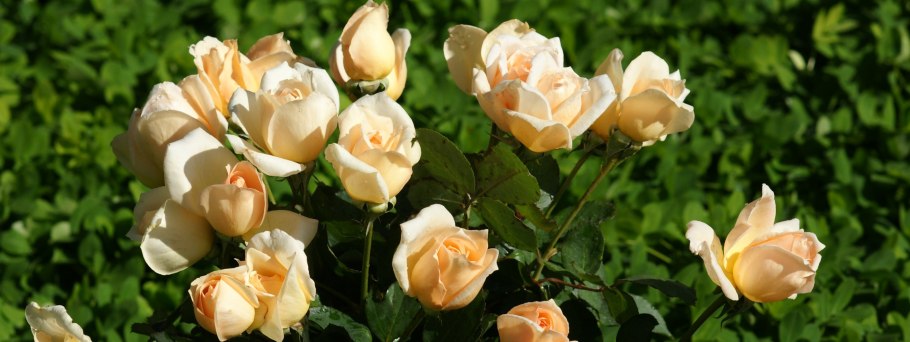 Срезочные розы абрикосового цвета